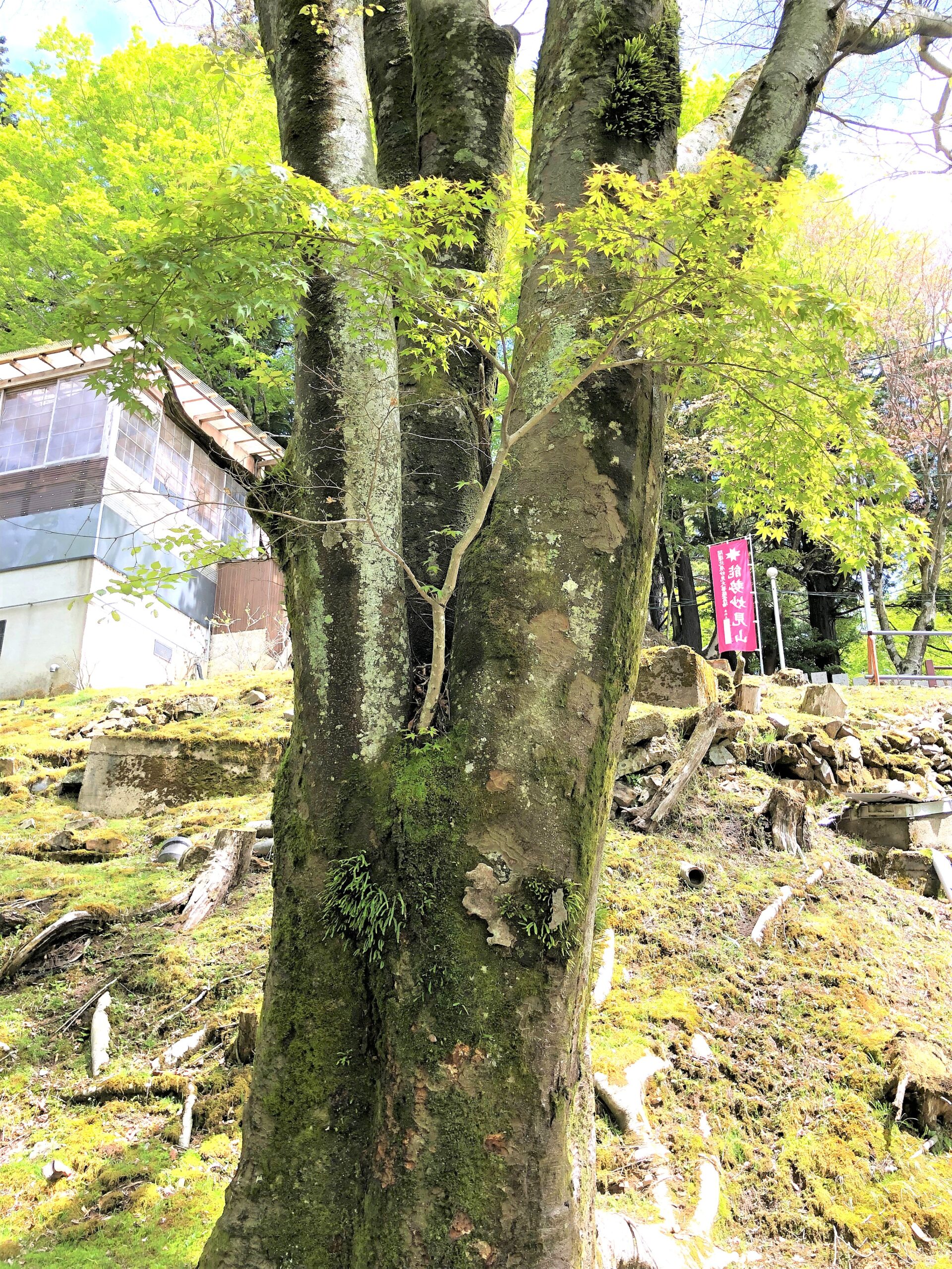 こんなもの発見 44:この木倒れる寸前 45:クスノキから生えたモミジ