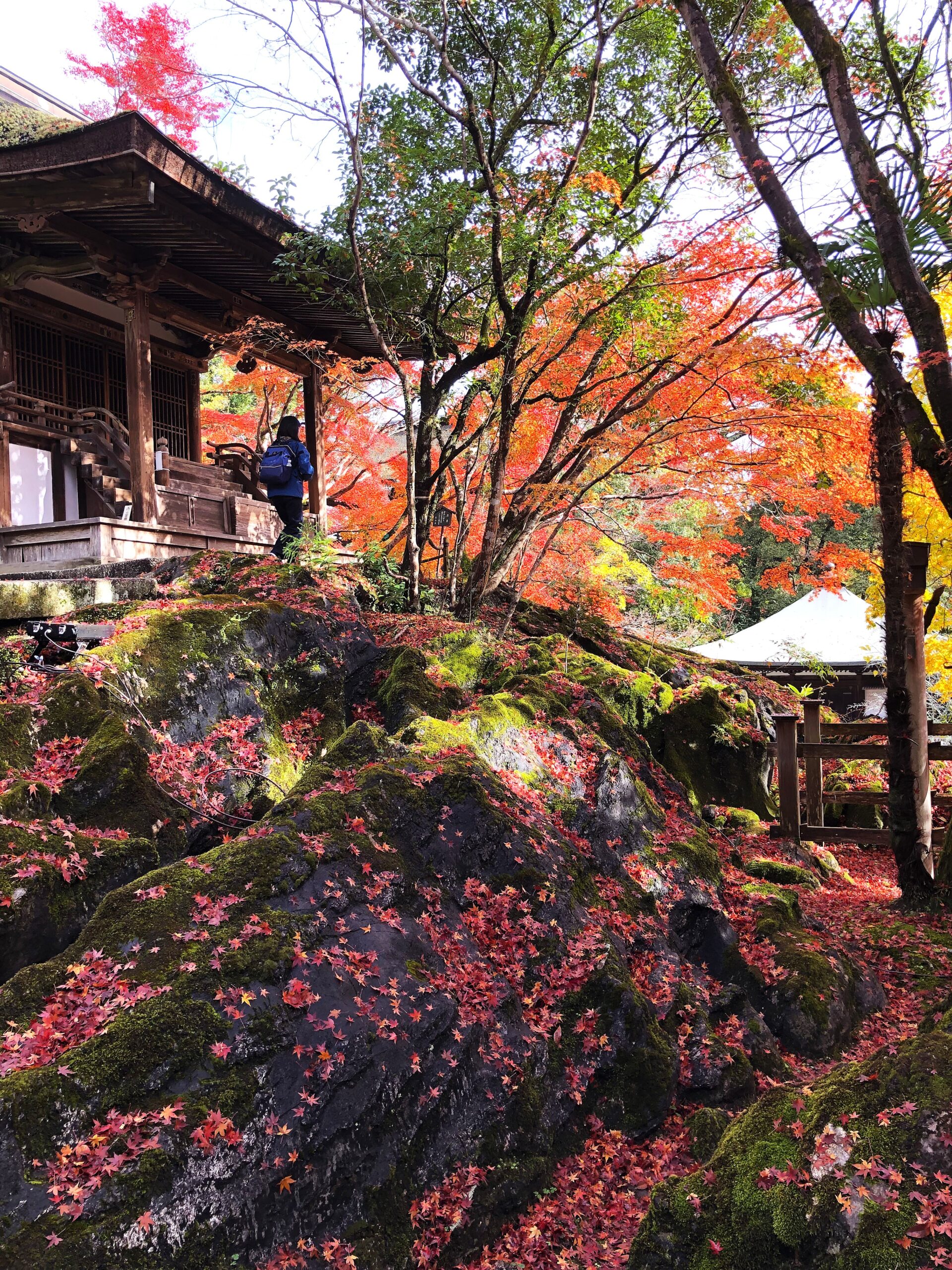くれい先生のつぶやき　紅葉