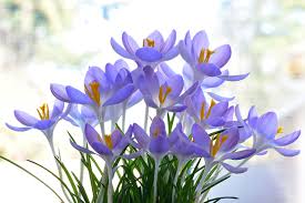 今月の花　　～クロッカス～