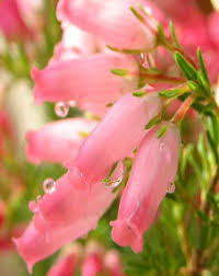 2021年９月　今月の花　　～エリカ～